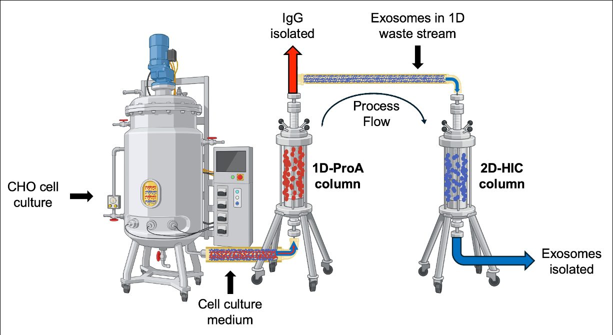 Chris Topper Graphical Abstract