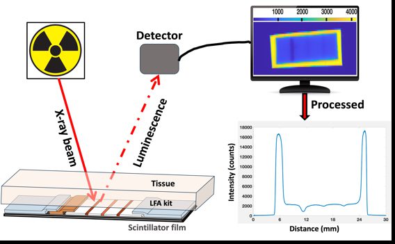 Graphical Abstract