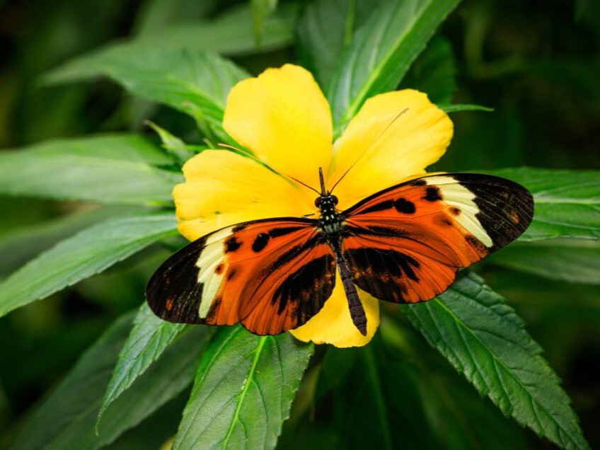 Black, yellow, and orange butterfly sitting on a green plant