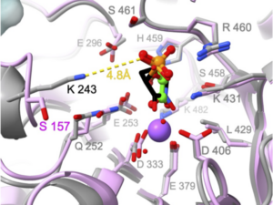 (B) The active site of NfENO (PDB 7UGH, grey) overlayed on the human HEX-bound ENO structure (PDB 5IDZ, pink), showing that all residues of the binding pocket are conserved with the sole exception of Lys243, which corresponds to Ser157 in the human enzyme (all other residue numberings refer to NfENO). Carbon atoms of the NfENO 2-phosphoglyceric acid ligand are colored green, while those of HEX are shown in black. The phosphate groups of the two ligands overlap and are both positioned close to NfENO Lys243; the yellow dotted line shows the closest interatomic distance between the Lys243 amine group and the HEX phosphate.