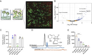 pnas.2304382121fig01 PA4170 is the most highly differentially expressed P. aeruginosa gene during coculture with A. fumigatus in SCFM2, and expression is activated upon gliotoxin exposure. (A) Schematic illustrating the A. fumigatus and P. aeruginosa coculture setup. A. fumigatus is first inoculated into SCFM2 to facilitate germination and hyphal development, followed by P. aeruginosa inoculation. Coculture was imaged by confocal laser scanning microscopy (CLSM) at 18 h, 37 °C. A. fumigatus was labeled with constitutively expressed mNeonGreen, and P. aeruginosa with mCherry. The data are representative of three independent experiments, each performed in triplicate. (Scale bar, 20 µm.) (B) Volcano plot illustrating P. aeruginosa genes differentially expressed upon coculture with A. fumigatus. Bubble colors are used to indicate genes significantly altered in expression with a log2 fold change greater than 1 (blue), less than −1 (green), above the adjusted P-value threshold (orange), or unchanged (black). Significantly altered clusters of genes (>5) with established functions in P. aeruginosa are shown (zinc acquisition, iron acquisition, denitrification, and copper homeostasis). PA4170 (dotted box) was the highest differentially expressed gene (93.7-fold-change). The experiment was performed using biological triplicates. (C) mCherry-tagged PA4170 reporter assay examining PA4170 expression following P. aeruginosa growth in spent A. fumigatus SCFM culture supernatants (24 h) supplemented with different metals (5 µM FeSO4, ZnSO4, CuSO4, and MnSO4). Fluorescence was read at 6 h and normalized to cell density (OD600). The data are representative of three independent experiments performed in triplicate. Statistical significance was calculated by one-way ANOVA with Dunnett’s multiple comparisons test using “SCFM Af” as the control column (****P < 0.0001). Error bars represent SD from the mean. (D) Untargeted metabolomics of A. fumigatus culture supernatants during growth in SCFM and SCFM + 10 µM ZnSO4 (24 h) identified gliotoxin as significantly lowered upon zinc supplementation. Chromatograms show the peak corresponding to gliotoxin (triplicate), alongside a commercial standard. The experiment was performed using biological triplicates. (E) mCherry-tagged PA4170 reporter fluorescence assay examining PA4170 protein expression in SCFM following gliotoxin (GT) or bisthiomethylgliotoxin (bmGT) supplementation (0 to 60 µM). Fluorescence was read at 8 h and normalized to cell density (OD600). The data are representative of two independent experiments performed in triplicate. Statistical significance was calculated by one-way ANOVA with Dunnett’s multiple comparisons test using “0 µM GT” as the control column (*P = 0.0197 and ****P < 0.0001). Error bars represent SD from the mean.