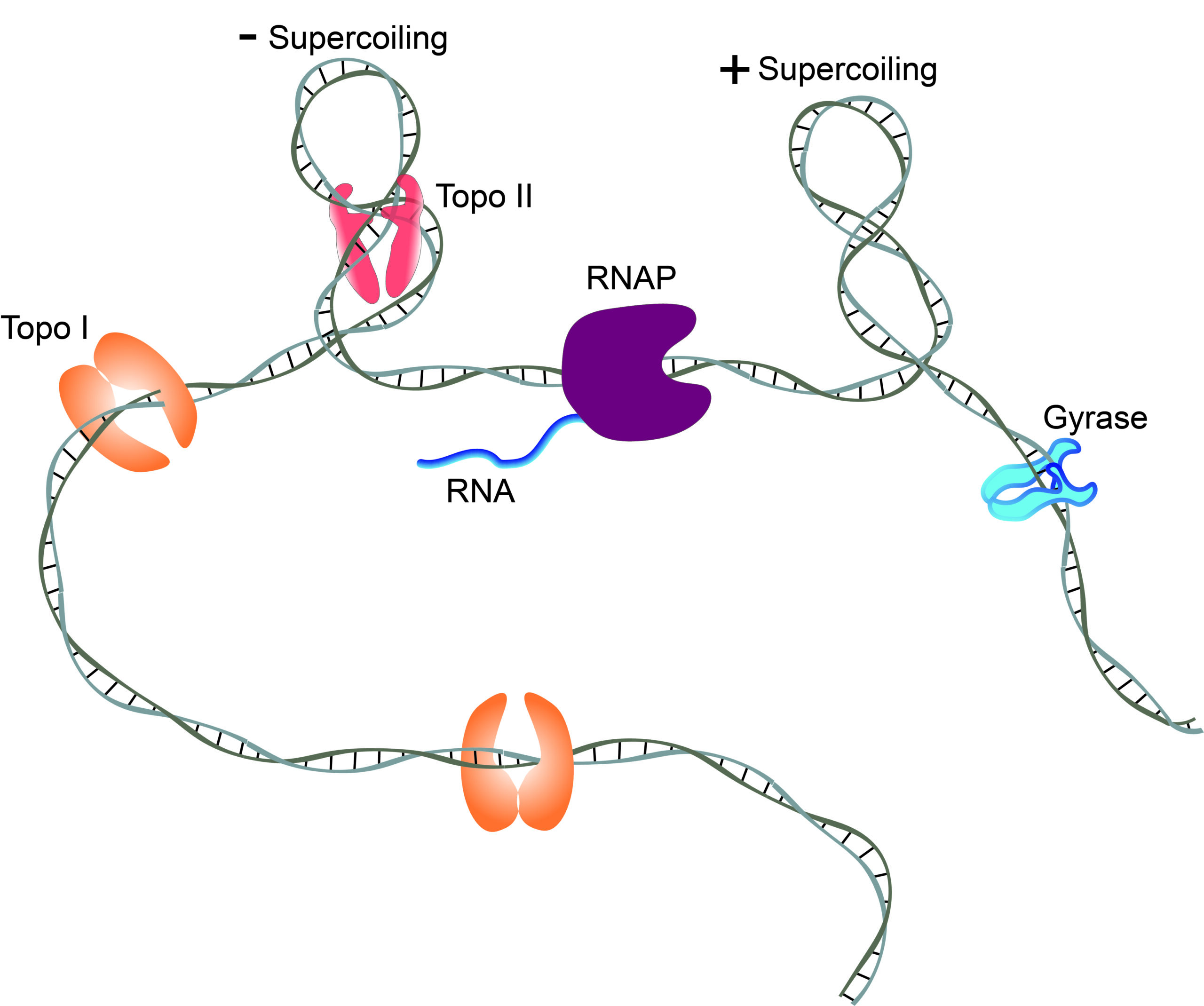 Illustration showing DNA supercoiling with the involvement of Topoisomerase I and II, RNA polymerase, and different coil types like positive and negative supercoils.