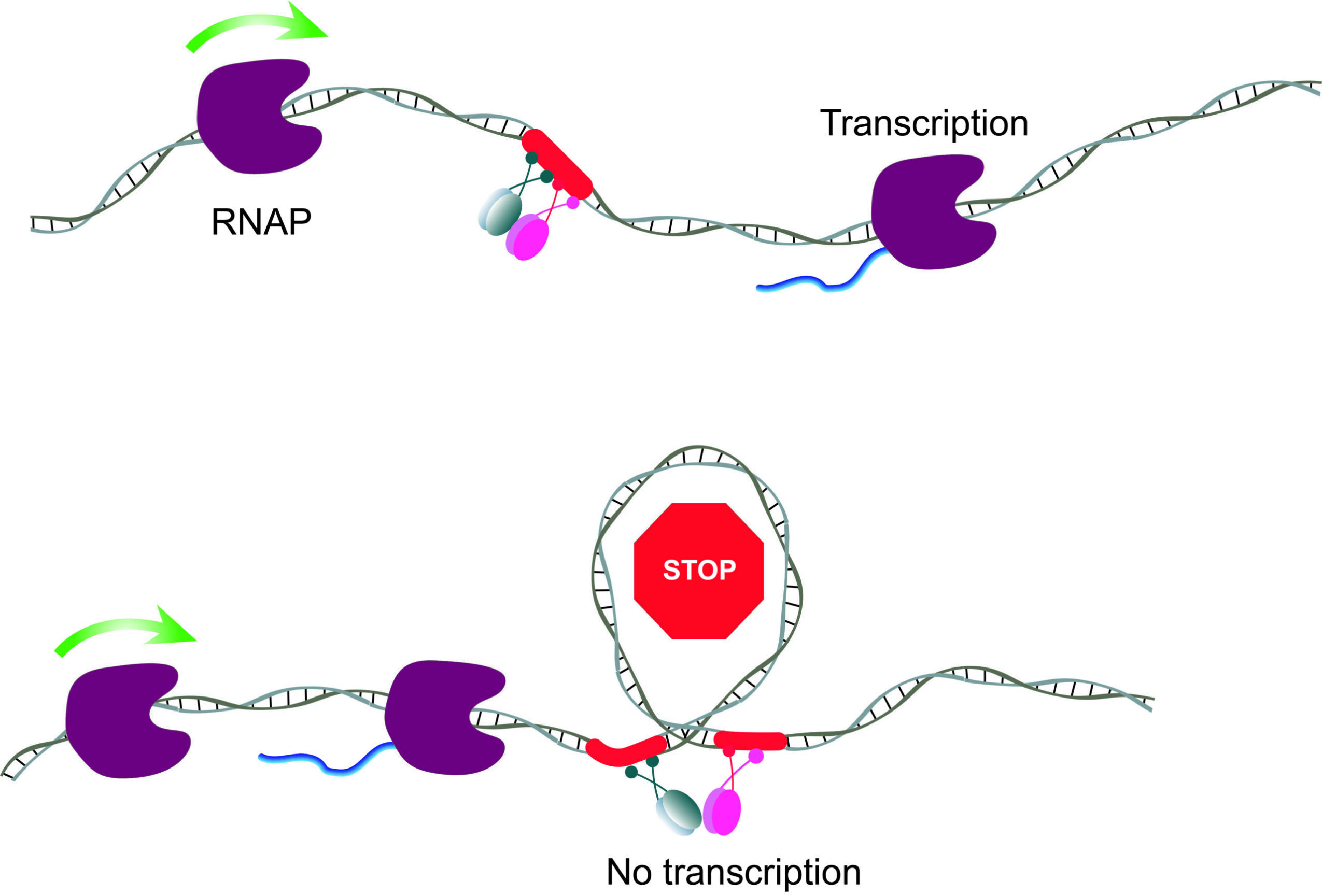 A diagram showing how RNA polymerase gets blocked during DNA reading, stopping the process of making RNA.