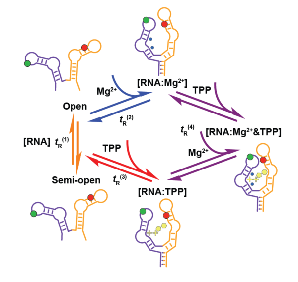 Ma TOC RNA 01