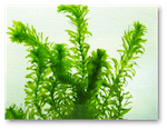 2006 elodea